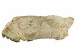 Partial Oreodont (Merycoidodon) Upper Skull - South Dakota #270135-1